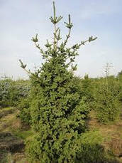 Ялина колюча Lucky Strike 3 річна, Ель колючая Лаки Страйк, Picea pungens Lucky Strike, фото 5