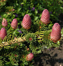 Ялина колюча Lucky Strike 3 річна, Ель колючая Лаки Страйк, Picea pungens Lucky Strike, фото 4