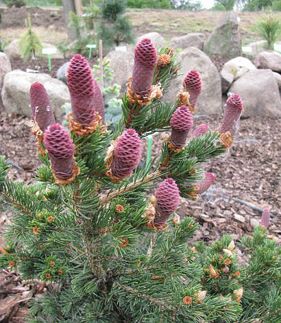 Ялина колюча Lucky Strike 3 річна, Ель колючая Лаки Страйк, Picea pungens Lucky Strike, фото 1
