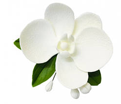 Орхідея моно біла з листочками