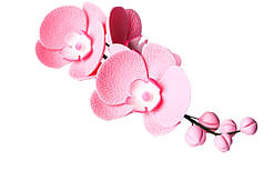Гілочка орхідеї рожева