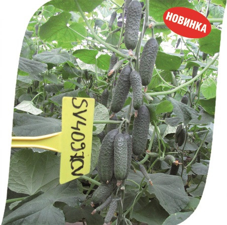 Насіння огірка СВ 4097 ЦВF1 (SV 4097 CV) 1000 насінин, Seminis (Голландія)