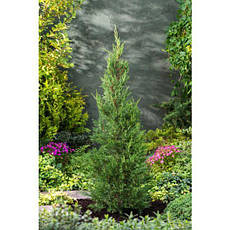 Купрессоципарис лейланда Tweeduizendéén 2 річний, Cupressocyparis leylandii Tweeduizendéén, фото 3