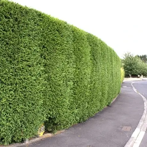 Купрессоципарис лейланда Tweeduizendéén 2 річний, Cupressocyparis leylandii Tweeduizendéén, фото 1