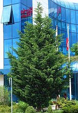 Купрессоципарис лейланда Tweeduizendéén 2 річний, Cupressocyparis leylandii Tweeduizendéén, фото 5