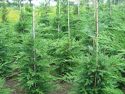 Купрессоципарис лейланда Tweeduizendéén 2 річний, Cupressocyparis leylandii Tweeduizendéén, фото 6