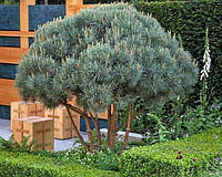 Сосна звичайна Watereri 2річна на штамбі 80-100 см, Сосна Ватерері на штамбе, Pinus sylvestris Watereri