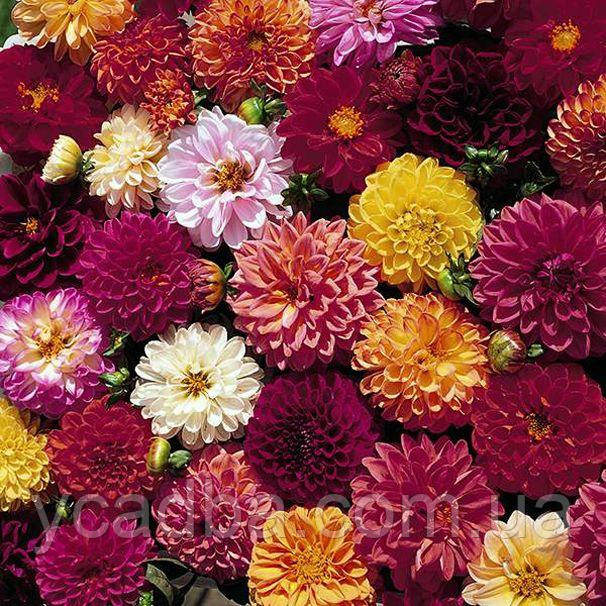 Насіння Жоржини Дабл Екстрім мікс (0.25г), фото 1