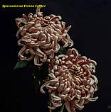 Хризантема Vienna Copper (Віденська Мідь) однолова, великобарвна садж, фото 5