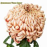 Хризантема Vienna Copper (Віденська Мідь) однолова, великобарвна садж, фото 2