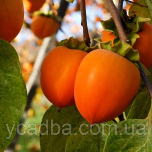 Хурма Українка рання щеплена (вкс), фото 1