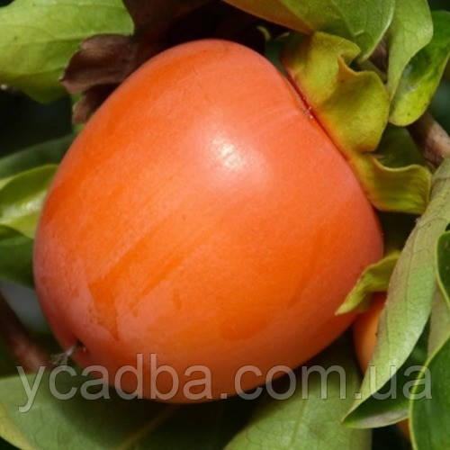 Хурма Південна Красуня середньостигла щеплена (вкс), фото 1
