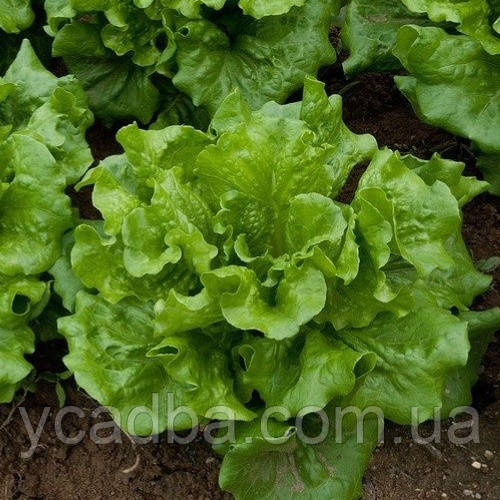 Насіння Салата Азарт (2г), фото 1