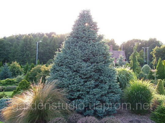 Пихта гірська Компакта (Abies lasiocarpa Compacta)