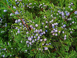 Ялівець (Juniperus)