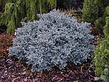 Ялівець штамбовий лускатий Блю Стар (Juniperus squamata Blue Star), фото 3