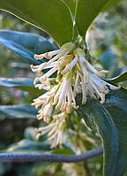 Саркококка confusa. Sarcococca confusa.