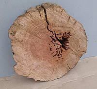 Срез дерева сухой 300х310мм.(не обработанный) дуб