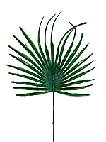 Лист пальмы пластиковый (№ В №1) | В 30см Ш 23 см | Упаковка 20 шт