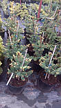 Ялина колюча Майголд (Picea pungens Maigold), фото 3