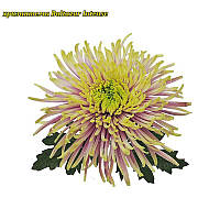 Хризантема Baltazar Intense (Бальтазар Інтенсивний) одноголова, великобарвна розсада