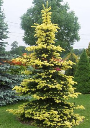 Ялина колюча Майголд (Picea pungens Maigold)