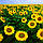 Насіння сортового соняшнику Володимир, 90-95 днів, протруєне, фр. 2,8 стандарт, фото 3