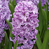 Цибулини тюльпанів Гіацинт Splendid Cornelia