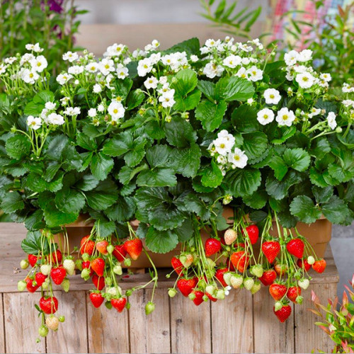 Ампельна Махровоквітуча полуниця Snow (ремонтантно-ранній термін), фото 1