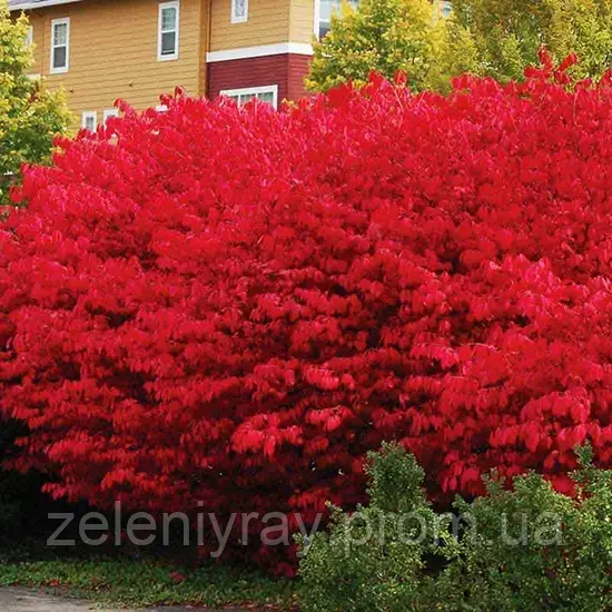 Купить Бересклет крылатый Компактус (Compactus), цена 50 грн — Prom.ua ...