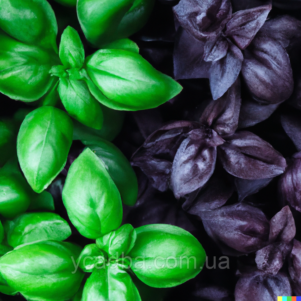 Насіння Базиліка 6 ароматів суміш (1г), фото 1