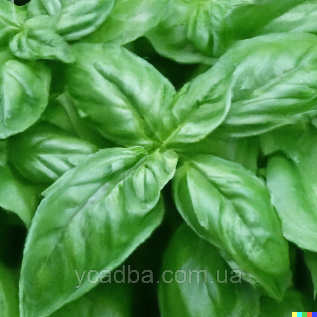 Насіння Базиліка Лимонний (3г), фото 1