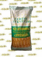 Гібрид Кукурудзи ДБ Пивиха (ФАО 180) п.о.28кг
