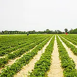Полуниця "Світ Чарлі" (ранній сорт), фото 5