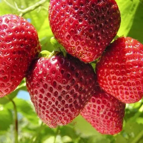 Ремонтантний сорт полуниці Принцеса Діана, фото 1