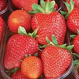 Ремонтантний сорт полуниці Принцеса Діана, фото 2
