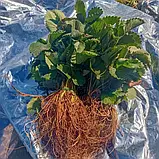 Полуниця "Велика Ненсі" (ремонтантна), фото 2