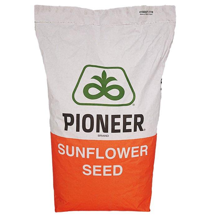 Насіння соняшнику П64ЛП140.P64LP140 під Євролайтинг., фото 1