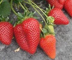 Полуниця "Флорида Еліана" (раннього терміну дозрівання), фото 1