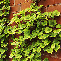 Гортензія черешкова Міранда / С2 / Hydrangea petiolaris Miranda, фото 3