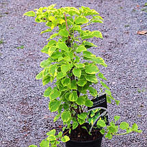 Гортензія черешкова Міранда / С2 / Hydrangea petiolaris Miranda, фото 4