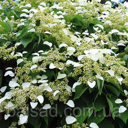 Гортензія черешкова Петіоларіс / h 60-90 / Hydrangea Petiolaris, фото 1