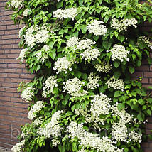 Гортензія черешкова Петіоларіс / h 60-90 / Hydrangea Petiolaris, фото 3