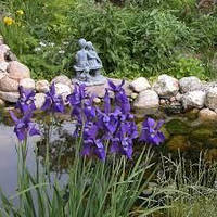 ІРИС СИБІРСЬКИЙ, ФІОЛЕТОВИЙ (доросла рослина з голим корінням)