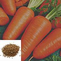 Семена Морковь Шантанэ на вес 10 г Агроконтракт