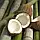 Аромат для свічки та мила Бамбук і кокос (CandleScience Bamboo and Coconut), фото 3