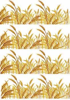 Вафельна картинка "Пшениця" А4, 20х30 см