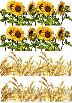 Вафельна картинка "Пшениця. Соняшники" А4, 20х30 см