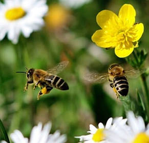 БДЖІЛЬНИЦТВО