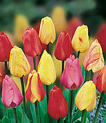 Цибулини тюльпанів Гігантські